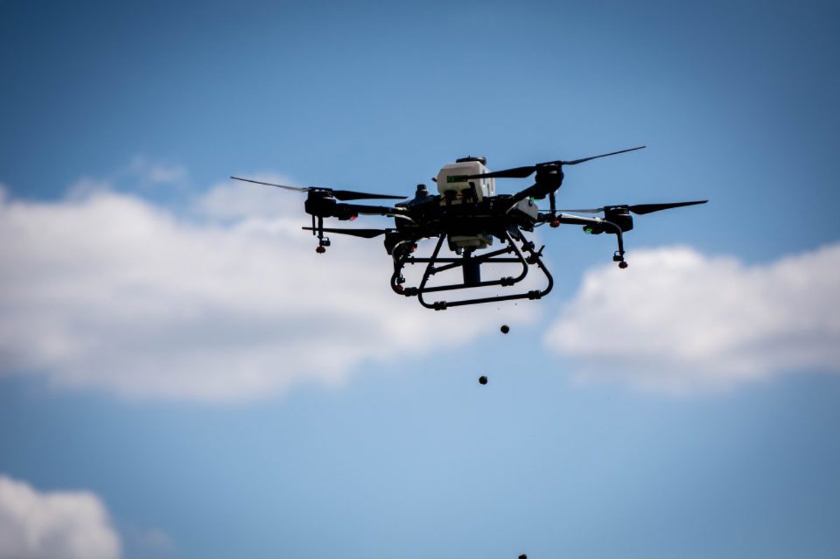 Zasadi šumu u Vukovaru i pomogni Vukovarskim leptirićima