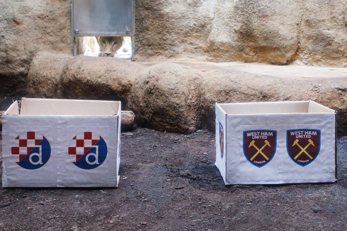 Lavovi predviđaju ishod utakmice